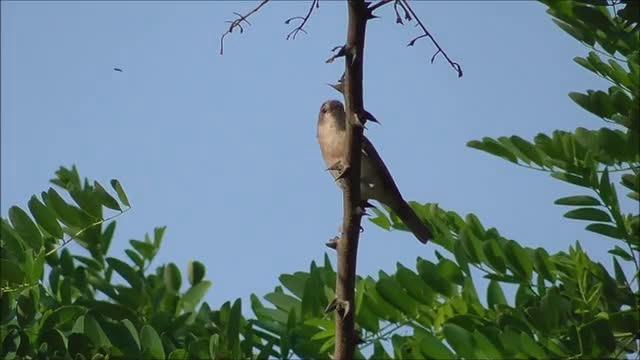 garden-warbler