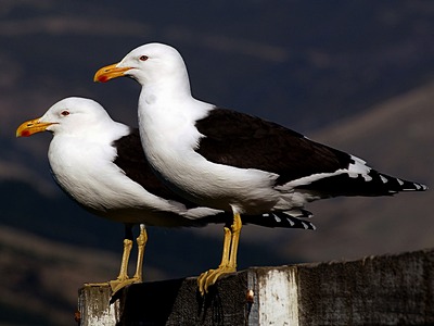 black-backed-gull