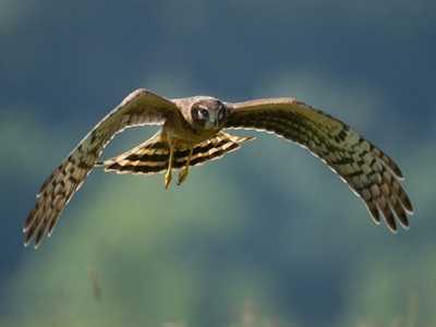 Hen Harrier in flight