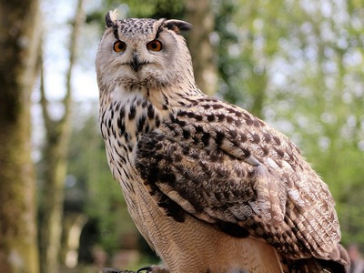 Long-Earred Owl
