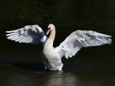 Muted Swan