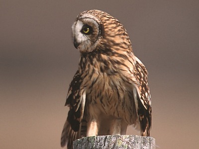 Short-Earred Owl