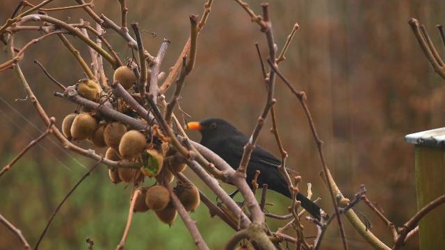 blackbird