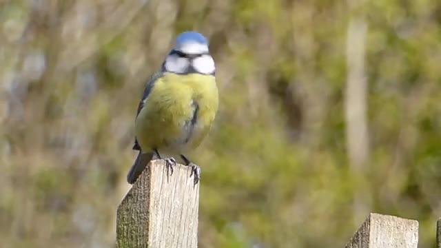 bullfinch-on-post