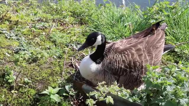 canada-goose