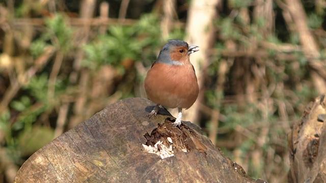 bullfinch-on-post