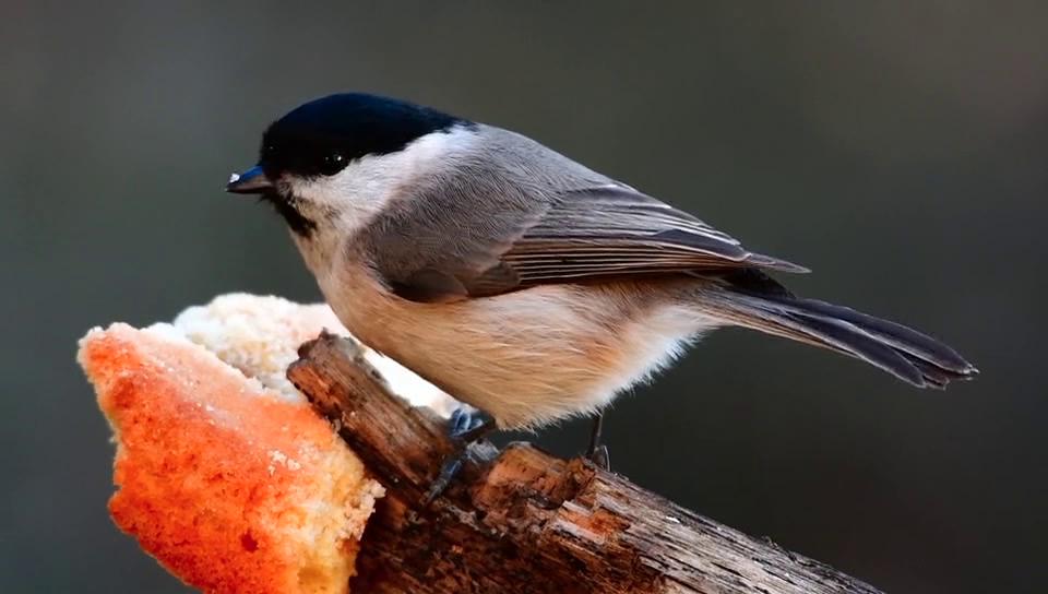 coaltit
