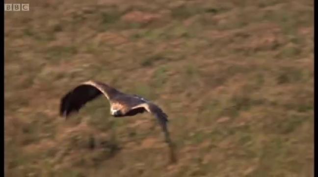 golden-eagle