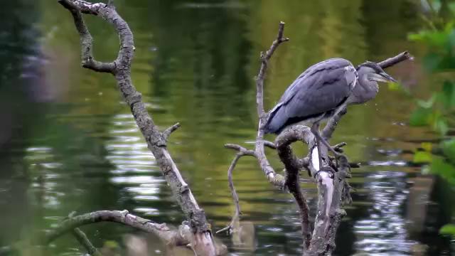 grey-heron