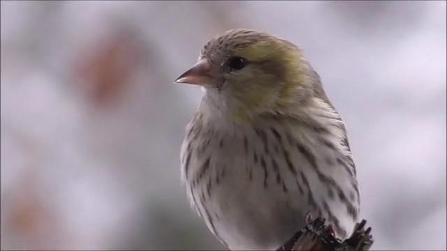 meadow-pipit