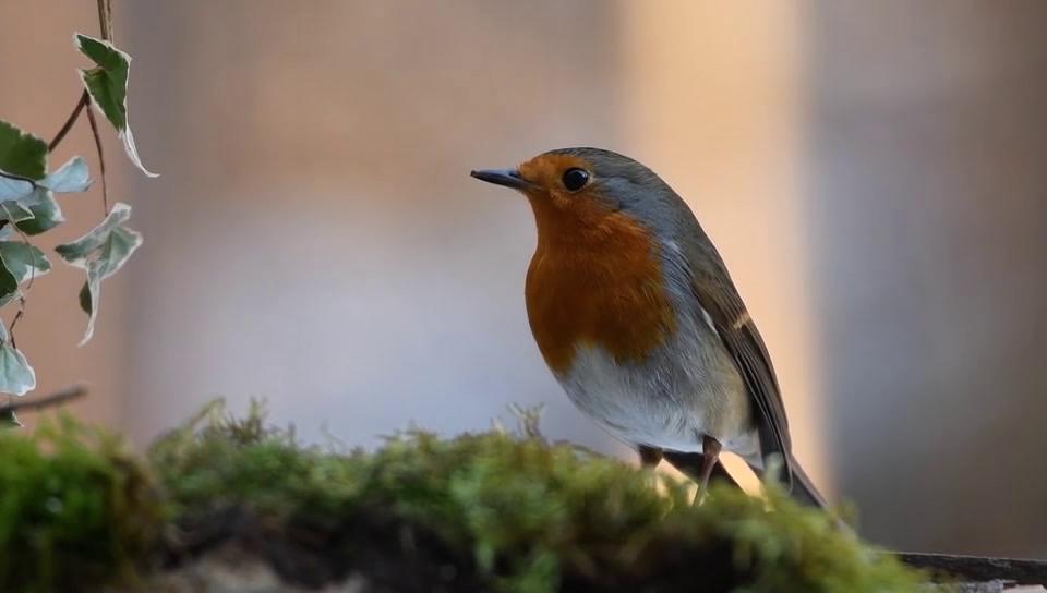 robin