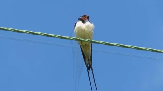 bullfinch-on-post