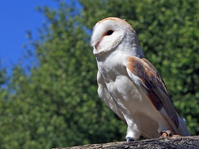 Barn Owl