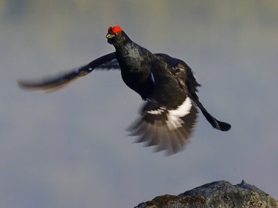 Black Grouse