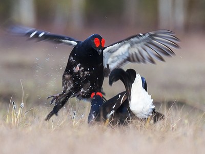 black-grouse