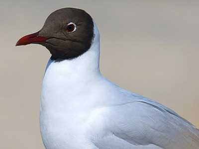 black-headed-gull