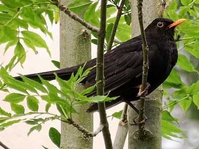 blackbird