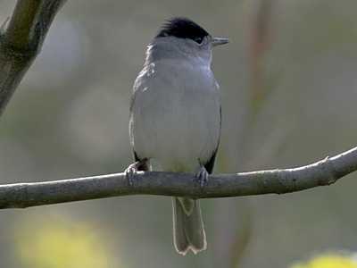 Blackcap