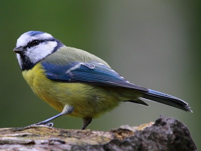 blue-tit