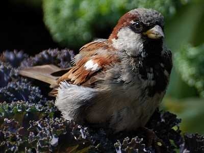 brambling