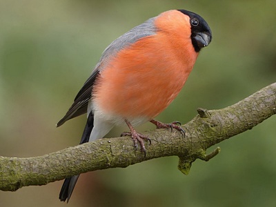bullfinch
