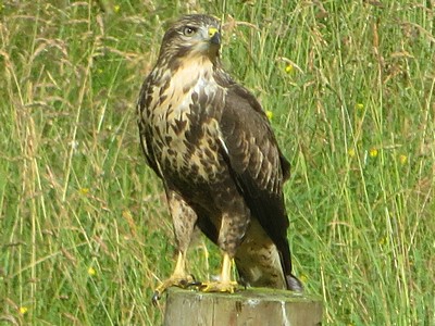 buzzard