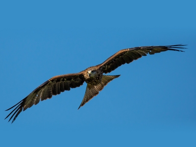 Buzzard in flight