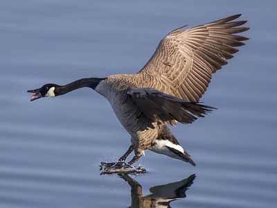 Canada Goose