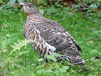 capercaille