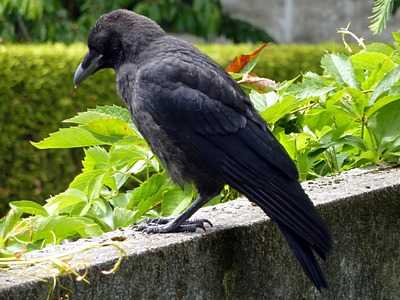 Carrion Crow