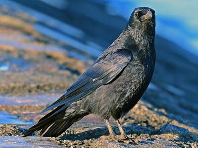 Carrion Crow