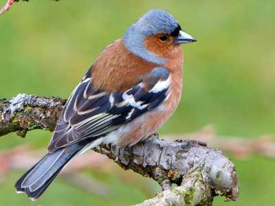 chaffinch