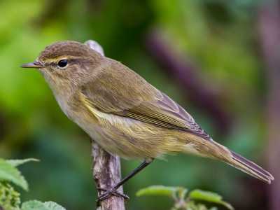 Chiffchaff