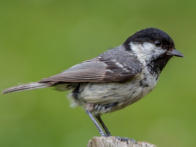 Coal Tit