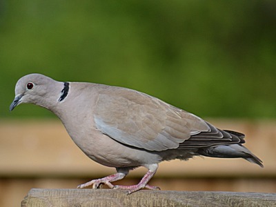 Collared Dove