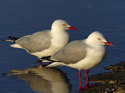 Common Gull