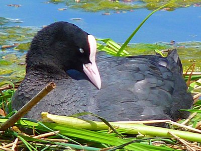 Coot