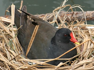 Coot