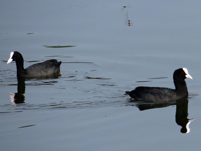 Coot