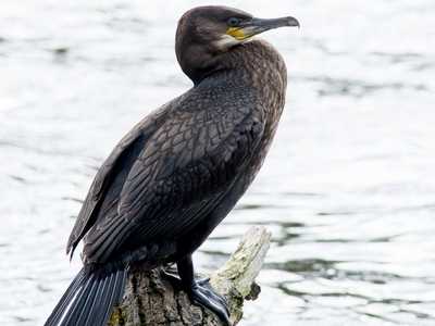 Cormorant