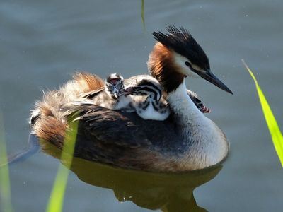 Crested Grebe