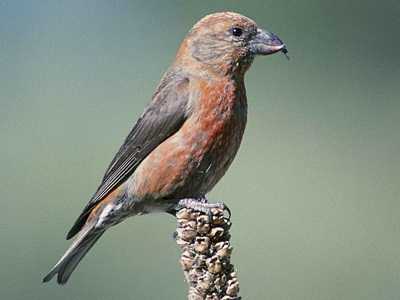 Crossbill