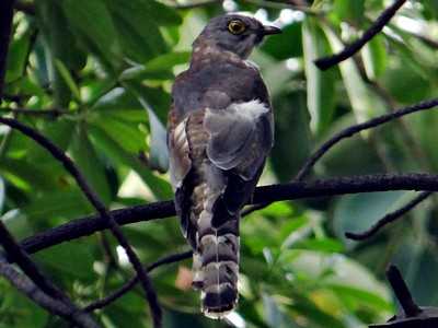 Cuckoo
