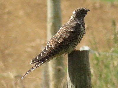 Cuckoo