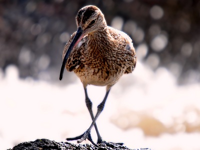 Curlew