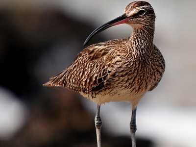 Curlew
