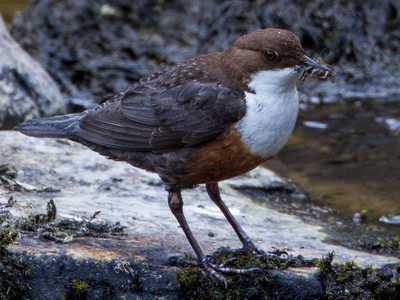 Dipper