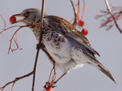 Fieldfare
