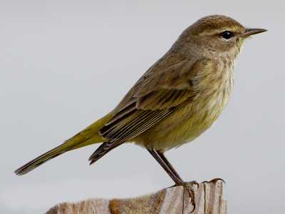 Garden Warbler