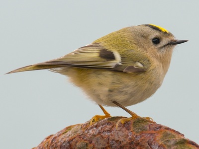 Gold Crest